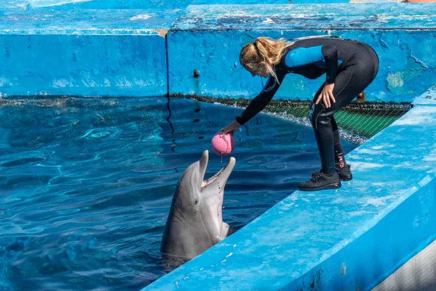 Dolphin Show