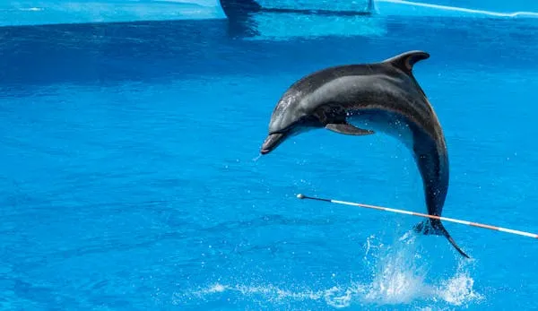 Dolphin Show